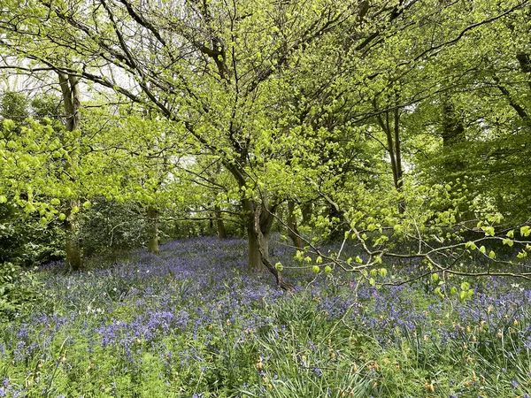 Beautiful Grounds Baddesley Clinton Featuring Bluebells Oak Trees Gates Paths — Stockfoto