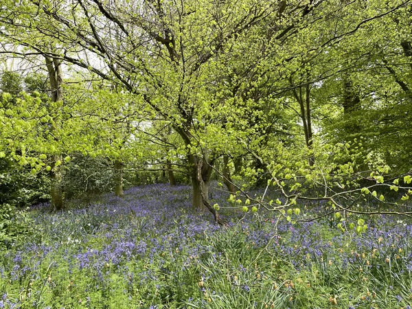 Baddesley Clinton Gyönyörű Területei Harangvirágokkal Tölgyfákkal Kapukkal Ösvényekkel Kőépületekkel — Stock Fotó