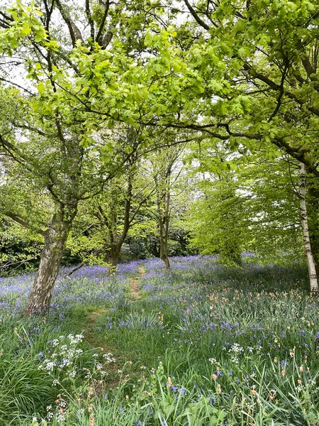 Beautiful Grounds Baddesley Clinton Featuring Bluebells Oak Trees Gates Paths — Stock fotografie
