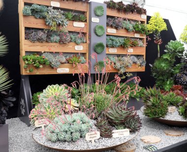 Harika detaylandırılmış ve parlak renkli kaktüsler, dikenleri ve çiçekleri var.