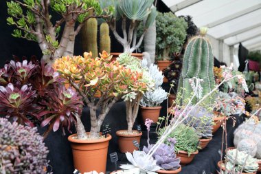 Harika detaylandırılmış ve parlak renkli kaktüsler, dikenleri ve çiçekleri var.