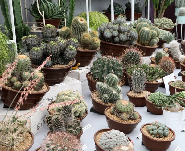 Wonderfully Detailed Brightly Colored Cactus Plants Spikes Flowers — Stock Photo, Image