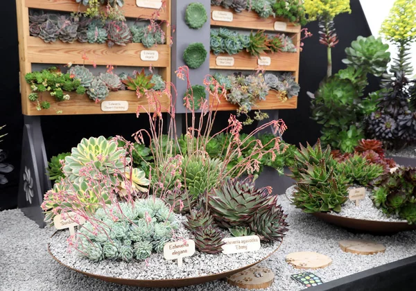 Harika detaylandırılmış ve parlak renkli kaktüsler, dikenleri ve çiçekleri var.