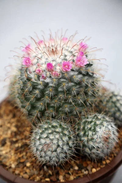Wonderfully Detailed Brightly Colored Cactus Plants Spikes Flowers — 图库照片