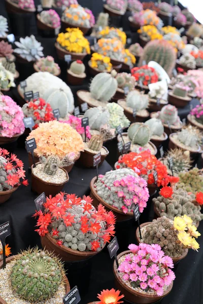 Harika detaylandırılmış ve parlak renkli kaktüsler, dikenleri ve çiçekleri var.