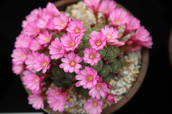 Harika detaylandırılmış ve parlak renkli kaktüsler, dikenleri ve çiçekleri var.