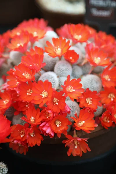 Nádherně Detailní Pestrobarevné Kaktusové Rostliny Bodci Květy — Stock fotografie