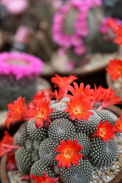 Wonderfully Detailed Brightly Colored Cactus Plants Spikes Flowers — 图库照片