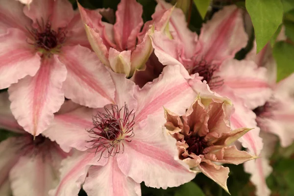 Цветки Климатиса Розовые Фиолетовые Белые — стоковое фото