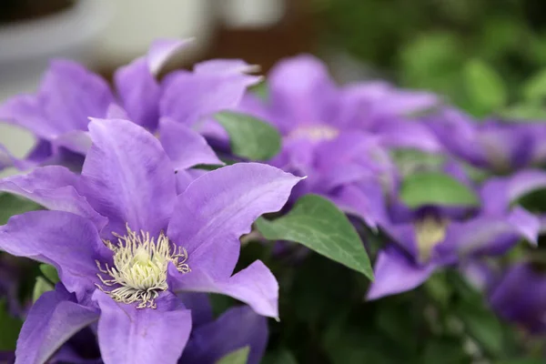 Impresionantes Flores Clematis Rosa Púrpura Blanco — Foto de Stock