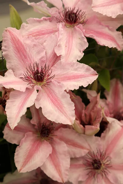 Atemberaubende Klematisblüten Rosa Lila Und Weiß — Stockfoto