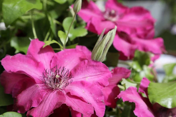 Ohromující Clematis Květiny Růžové Fialové Bílé — Stock fotografie