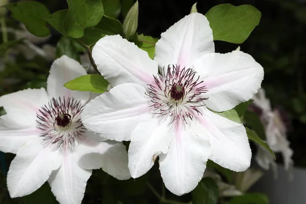 Wspaniałe Kwiaty Clematis Różowym Fioletowym Białym — Zdjęcie stockowe