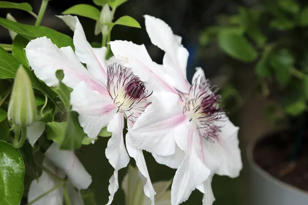 Atemberaubende Klematisblüten Rosa Lila Und Weiß — Stockfoto