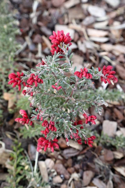 Belle Délicate Rose Blanc Australien Grevillea Fleurs Natives Dans Cadre — Photo