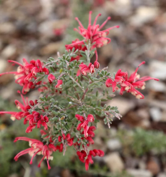 Güzel Narin Pembe Beyaz Avustralya Yerlisi Grevillea Çiçekleri Bir Bahçe — Stok fotoğraf