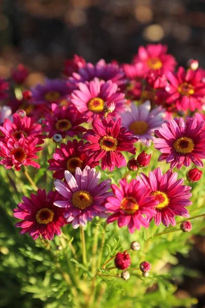 Beautiful Pink Daisy Flowers Early Morning Sunlight — Stock fotografie