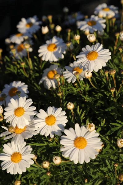 Beautiful White Daisy Flowers Early Morning Sunlight — Zdjęcie stockowe