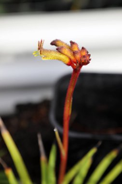 Queensland Avustralya 'da güzel kırmızı ve sarı kanguru pençesi.