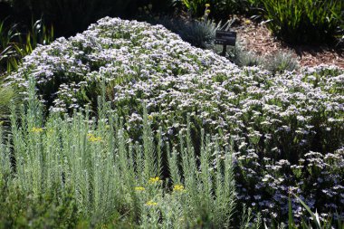 Royal Botanik Bahçeleri Cranbourne Victoria, Avustralya. Kuru ve yerel bitki sergileri ve manzaraları
