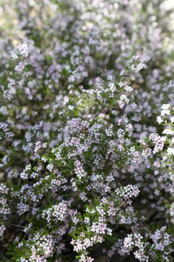Royal Botanik Bahçeleri Cranbourne Victoria, Avustralya. Kuru ve yerel bitki sergileri ve manzaraları