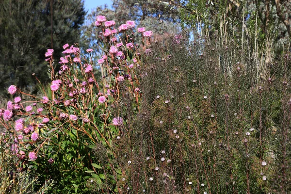 Royal Botanic Gardens Cranbourne Victoria Australia Arid Native Plant Exhibits — Stock Photo, Image