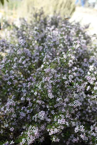 Royal Botanic Gardens Cranbourne Victoria Austrália Árido Plantas Nativas Exposições — Fotografia de Stock