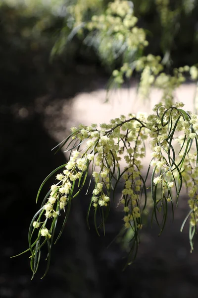 ロイヤル 植物園 クランボーン ビクトリア オーストラリア 植物の展示と景観を取り除く — ストック写真
