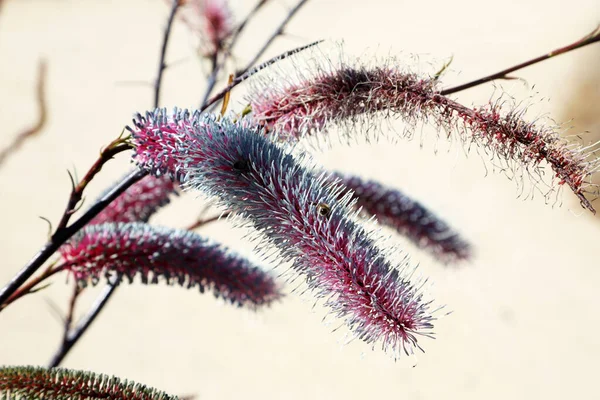 Królewskie Ogrody Botaniczne Cranbourne Victoria Australia Eksponaty Krajobrazy Siatki Rodzimych — Zdjęcie stockowe