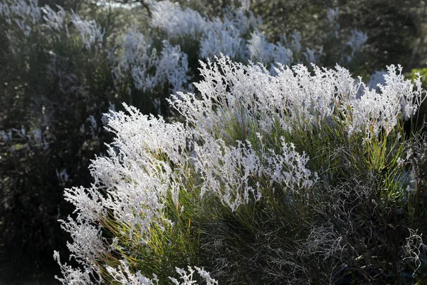 Royal Botanic Gardens Cranbourne Victoria Australia Plantas Áridas Nativas Exposiciones — Foto de Stock