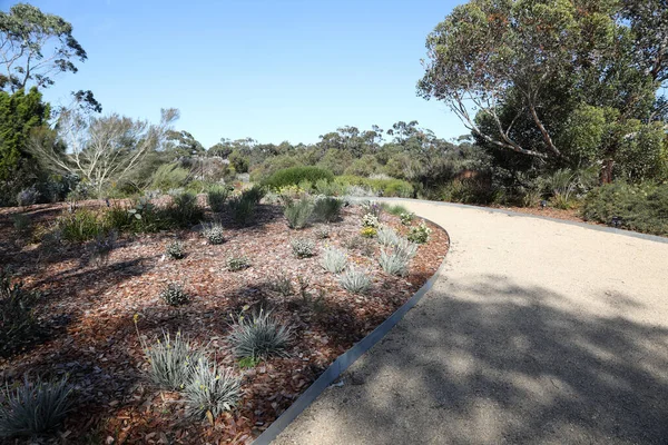 Royal Botanic Gardens Cranbourne Victoria Australia Plantas Áridas Nativas Exposiciones — Foto de Stock