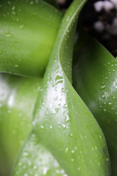 Closeup African Blood Lily Leave Water Droplets — Stock Photo, Image