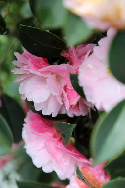 Detailní Záběr Jemné Růžové Květy Kamélie Obklopené Zelenými Listy — Stock fotografie