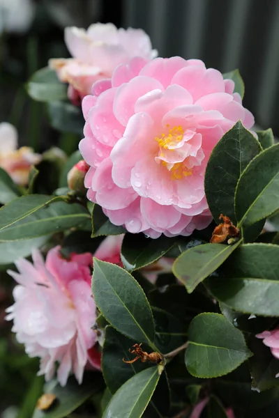 Gros Plan Délicate Fleur Camellia Rose Entourée Feuilles Vertes — Photo
