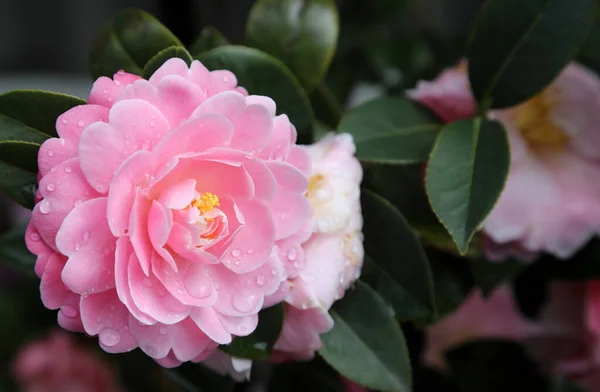 Primer Plano Delicada Flor Rosa Camelia Rodeada Hojas Verdes —  Fotos de Stock