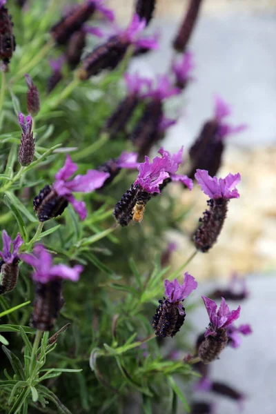 Gros Plan Fleurs Lavande Avec Des Abeilles Sur Les Pétales — Photo