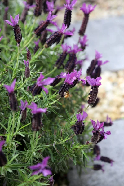 Nahaufnahme Von Lavendelblüten Mit Bienen Auf Blütenblättern — Stockfoto