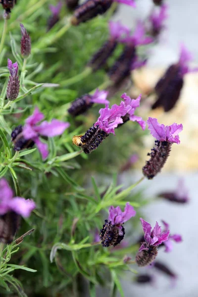 Närbild Lavendel Blommor Med Bin Blomblad — Stockfoto