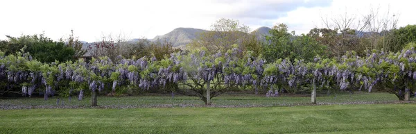 Oszałamiające Purpurowe Kwiaty Wisteria Rosnące Wzdłuż Wiejskiego Ogrodzenia — Zdjęcie stockowe