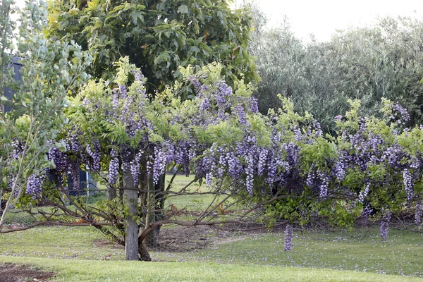 Impresionantes Flores Wisteria Púrpura Creciendo Largo Una Cerca Rural — Foto de Stock