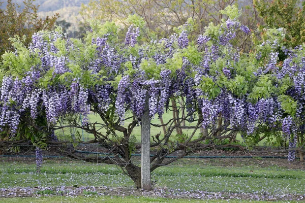 Ohromující Fialové Wisteria Květiny Rostoucí Podél Venkovského Plotu — Stock fotografie