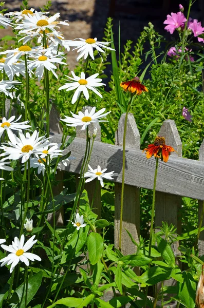 Stokrotki i echinacea kwiaty — Zdjęcie stockowe