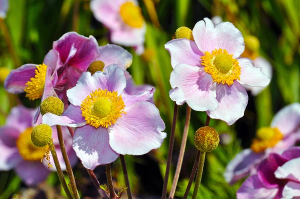 Roze Japanse anemone — Stockfoto
