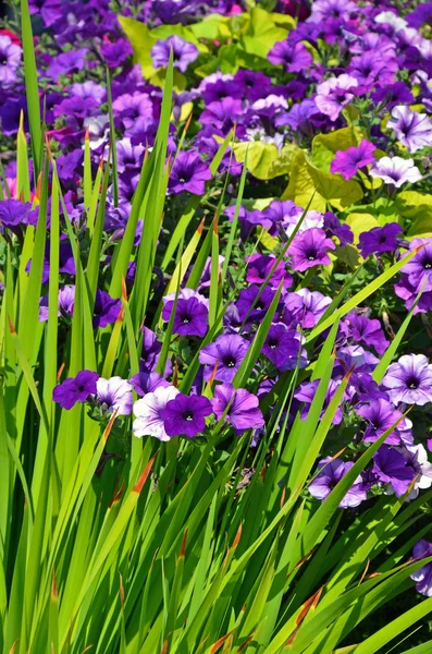 Jardín de petunia púrpura — Foto de Stock