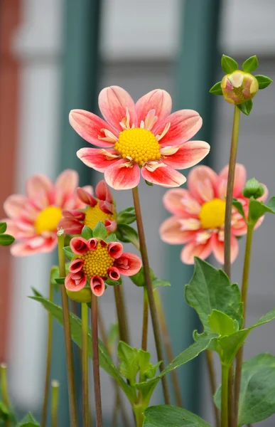 Pembe dahlia çiçekler — Stok fotoğraf