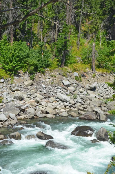 Lesní řeka rapids — Stock fotografie
