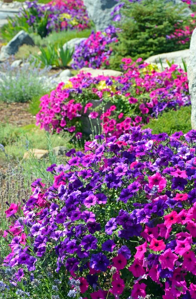 Colorful petunia garden — Stock Photo, Image