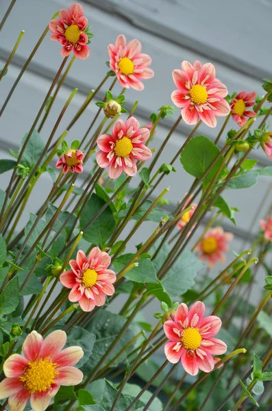 Flores dahlia muito rosa — Fotografia de Stock