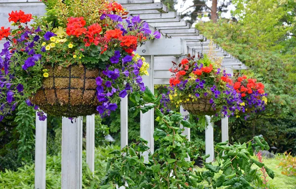 Cestas de flores penduradas — Fotografia de Stock