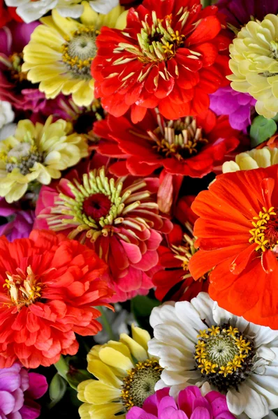 Bunte Dahlienblüten — Stockfoto